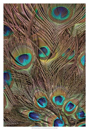 Peacock Feathers III by Vision Studio art print