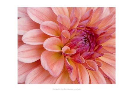 Graphic Dahlia II by Rachel Perry art print