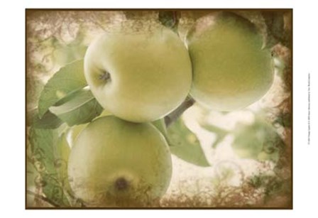 Vintage Apples II by Jason Johnson art print