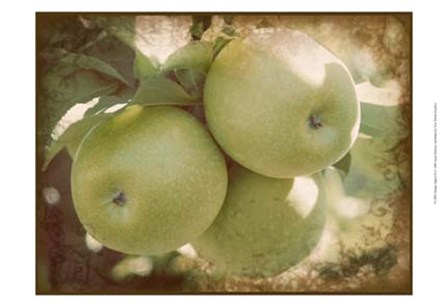 Vintage Apples III by Jason Johnson art print