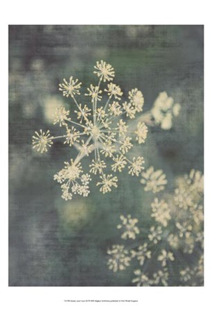 Queen Ann&#39;s Lace III by Meghan Mcsweeny art print