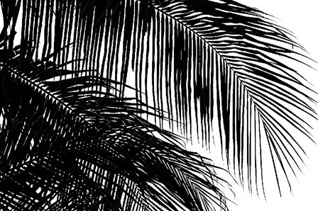 Palms 3 by Jamie Kingham art print