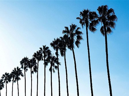 La Jolla Palms by Jenny Kraft art print