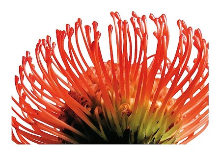 Orange Protea 2 by Jenny Kraft art print