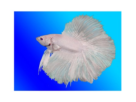 White Betta Fish art print