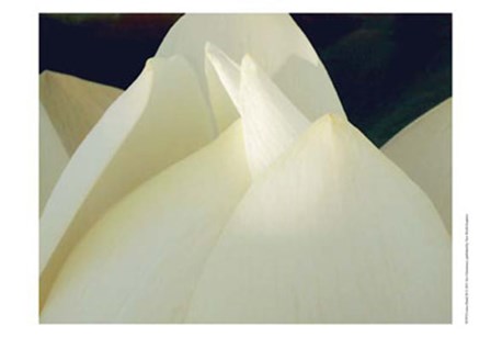 Lotus Detail III by Jim Christensen art print