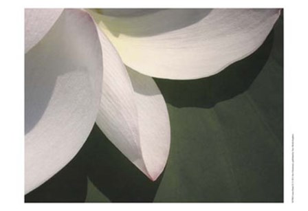 Lotus Detail IV by Jim Christensen art print