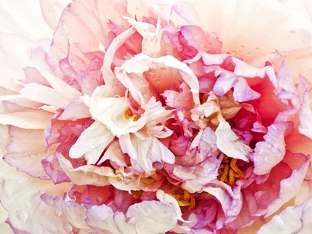 Monet&#39;s Peony I by Rachel Perry art print