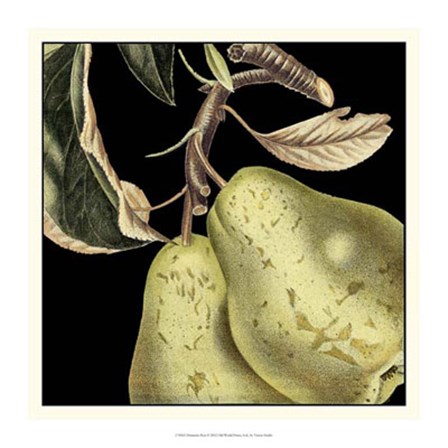 Dramatic Pear by Vision Studio art print