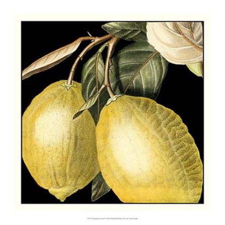 Dramatic Lemon by Vision Studio art print