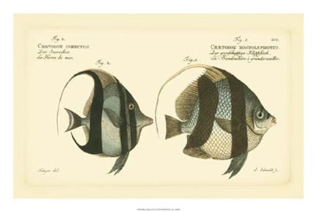 Antique Fish I by Carl Bloch art print