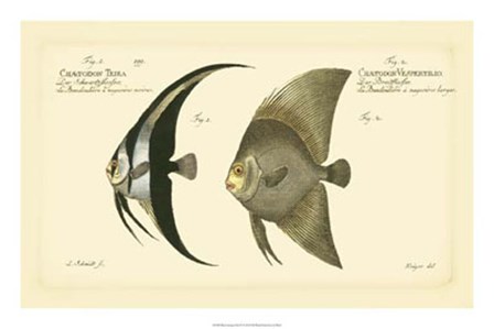 Antique Fish IV by Carl Bloch art print