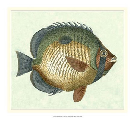 Butterfly Fish I by Vision Studio art print