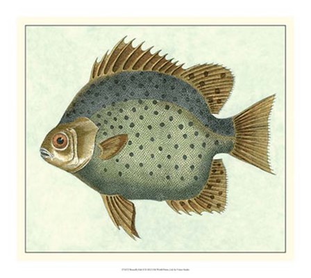 Butterfly Fish II by Vision Studio art print