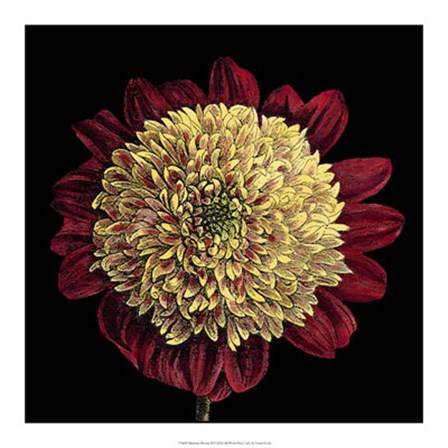 Dramatic Blooms II by Vision Studio art print