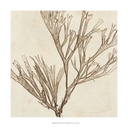 Brilliant Seaweed VII by Vision Studio art print