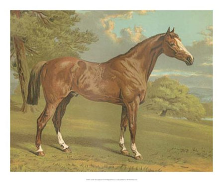 Cassell&#39;s Thoroughbred I by Cassell art print