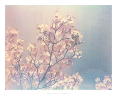 Flowering Dogwood I by Jason Johnson art print