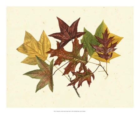 Tulip Tree, Sweet Gum &amp; Scarlet Oak by Denton art print