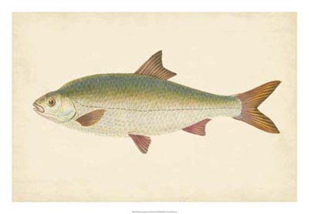 Antique Fish II by Maria Donovan art print