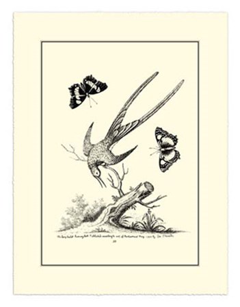 B&amp;W Longtailed Hummingbird  (1742) by George Edwards art print