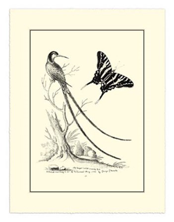 B&amp;W Long. Tailed Hummingbird (1742) by George Edwards art print