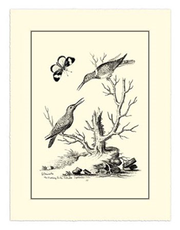 B&amp;W The Hummingbirds (1742) by George Edwards art print