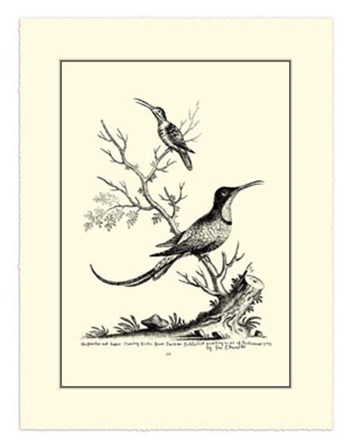 B&amp;W Grt. &amp; Less. Hummingbird (1742) by George Edwards art print