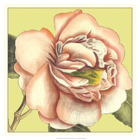 Flower Power I by Deborah Bookman art print