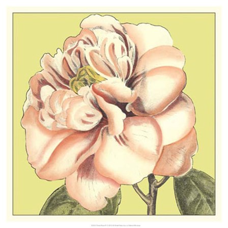 Flower Power IV by Deborah Bookman art print