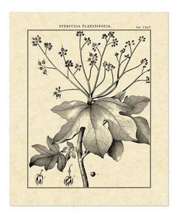 Vintage Botanical Study I by Charles Francois Sellier art print