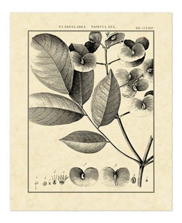 Vintage Botanical Study V by Charles Francois Sellier art print