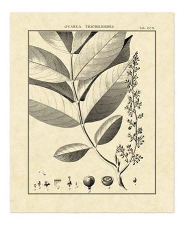 Vintage Botanical Study VI by Charles Francois Sellier art print