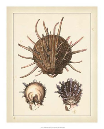 Antique Diderot Shells I by Denis Diderot art print
