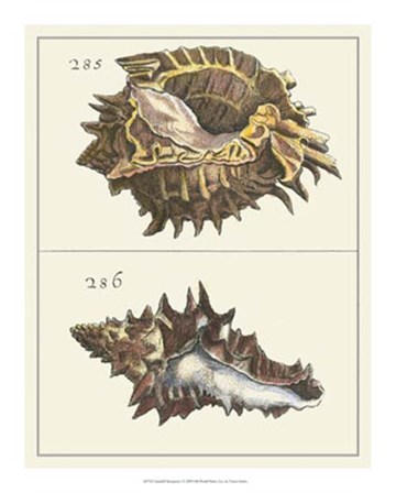 Seashell Menagerie I by Vision Studio art print