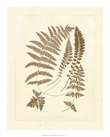 Sepia Ferns II by Vision Studio art print