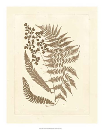 Sepia Ferns III by Vision Studio art print