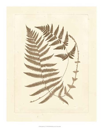 Sepia Ferns V by Vision Studio art print