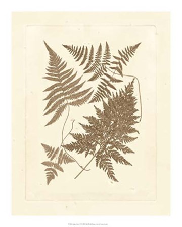 Sepia Ferns VI by Vision Studio art print