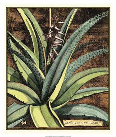 Graphic Aloe III by Vision Studio art print