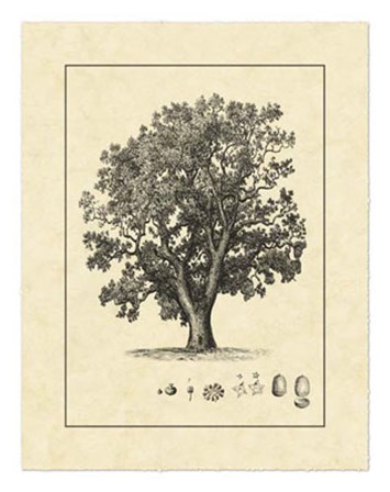 Vintage Tree II by Vision Studio art print
