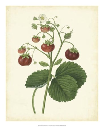 Plantation Strawberries I art print
