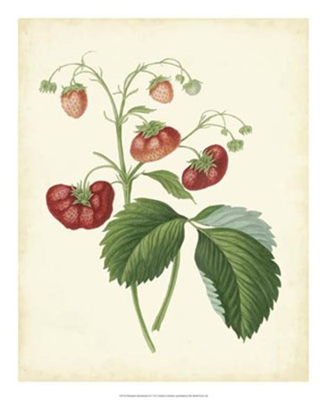 Plantation Strawberries II art print