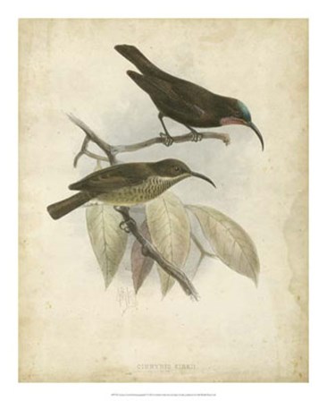 Antique Gould Hummingbird I by John Gould art print