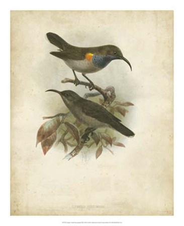 Antique Gould Hummingbird III by John Gould art print