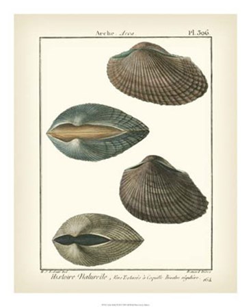 Arche Shells, Pl.306 by Denis Diderot art print