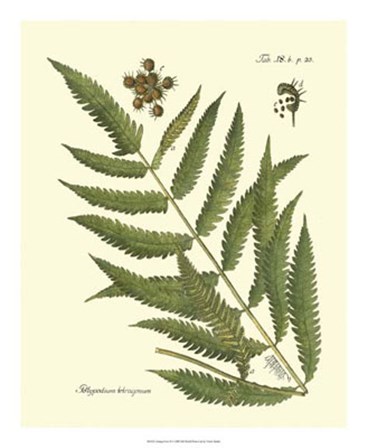 Antique Fern II by Vision Studio art print