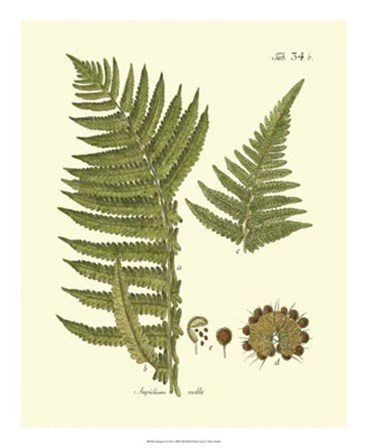 Antique Fern III by Vision Studio art print