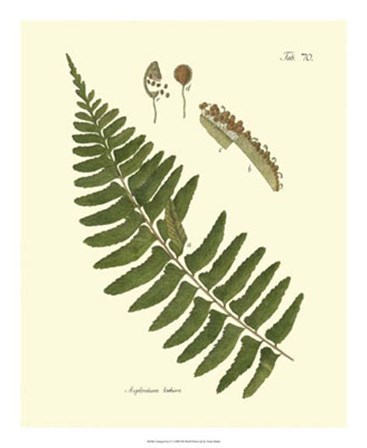 Antique Fern V by Vision Studio art print