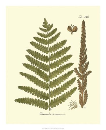 Antique Fern VI by Vision Studio art print